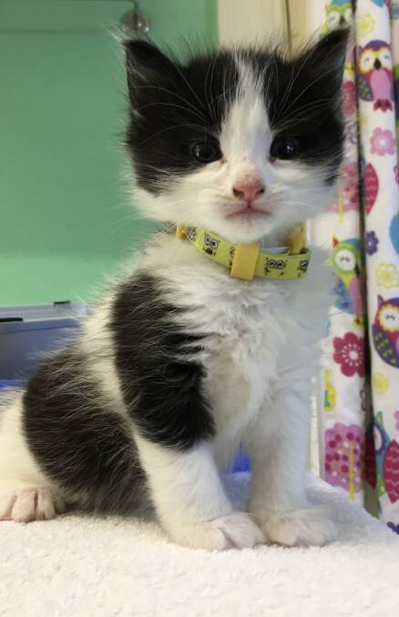 BLACK AND WHITE CAT: Baby Bob is looking for his forever home and can be pre-adopted now. Photo: SUPPLIED. 