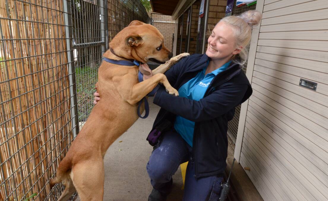 COMPANION: Chantell Rhodes with Rusty, one of two dogs at the RSPCA that are ready to find their forever homes. Photo: JUDE KEOGH 