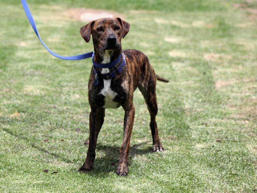 FRIENDLY BOY: Mastiff cross Rocco loves people and dogs alike and is looking for a new home. Photo: ANDREW MURRAY