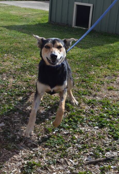 ENTHUSIASTIC: Kelso, a kelpie cross is at the RSPCA shelter ready to be adopted. Photo: TANYA MARSCHKE