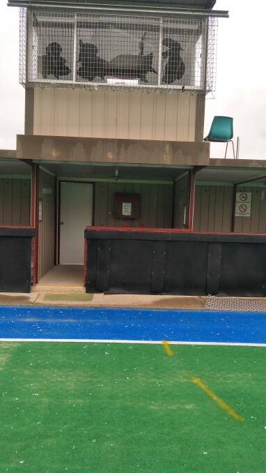 DANGEROUS: Glass littered the playing field and will have to be vacuumed up after two boys smashed windows from inside the tower at the Orange Hockey Centre. Photo: SUPPLIED