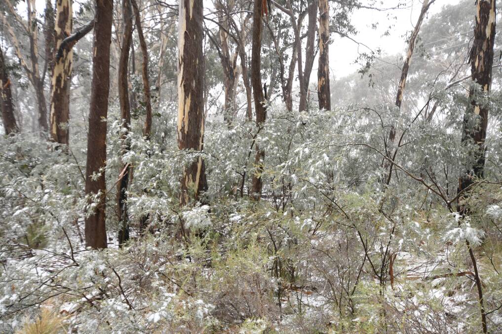 PREDICTION: Mount Canobolas received a dusting of snow at the start of winter. Photo: CARLA FREEDMAN