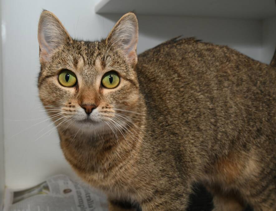NEW HOME WANTED: Libby is independent but affectionate and is waiting to be adopted. Photo: JUDE KEOGH