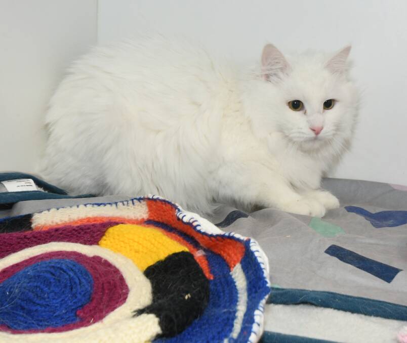 FLUFFY WHITE BOY: Drift might start off aloof but he'll soon want cuddles, attention and to play with his new owner. Photo: CARLA FREEDMAN 