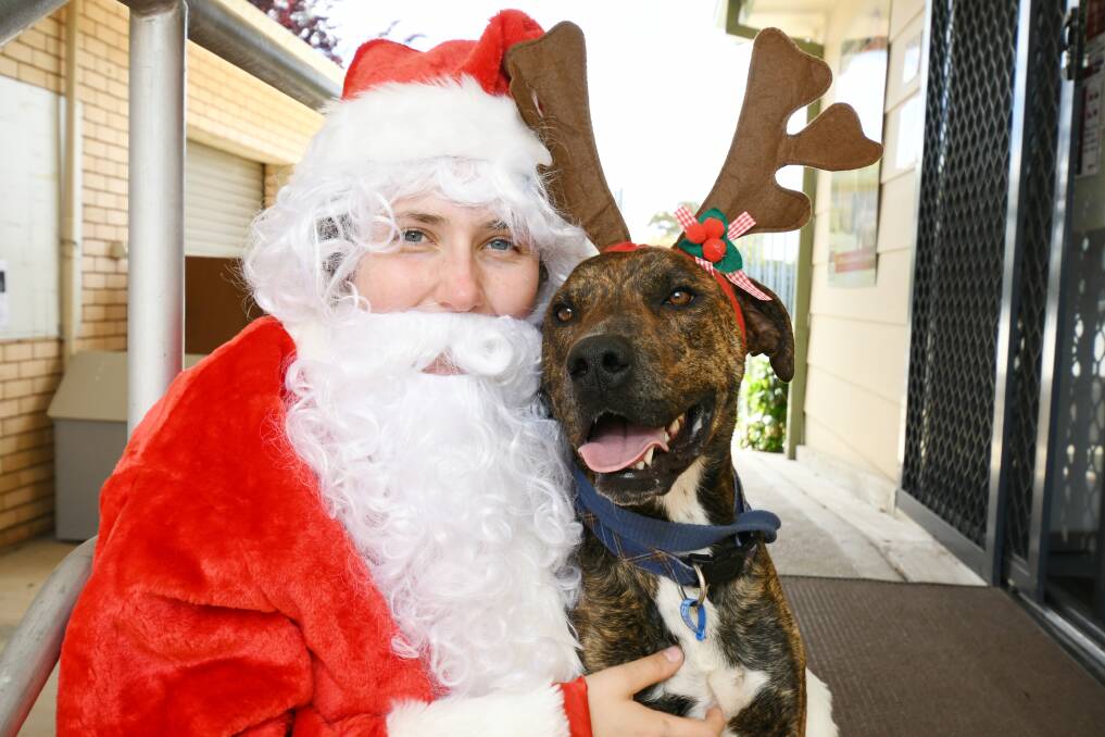 SANTA PAWS: Beck Hume and Rocco at the RSPCA shelter in William Street where a Santa Paws fundraising photo shoot will take place on Sunday. Photo: JUDE KEOGH