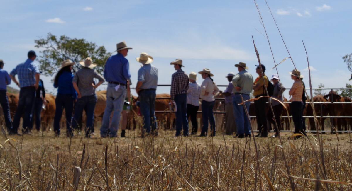 BOOSTING PROFITS: Livestock producers can attend a livestock field day on Thursday, April 4. Photo: SUPPLIED