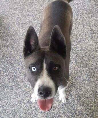 ACTIVE: Olive is a friendly husky cross who loves to play and be around children. Photo: SUPPLIED