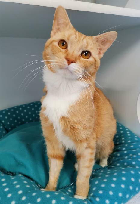 SOCIAL BOY: Oregano came from a property with other cats and loves attention from people.
