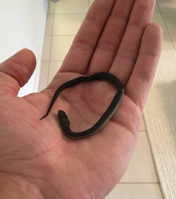 Juvenile snakes can vary in appearance. Photos: Orange Snake Services