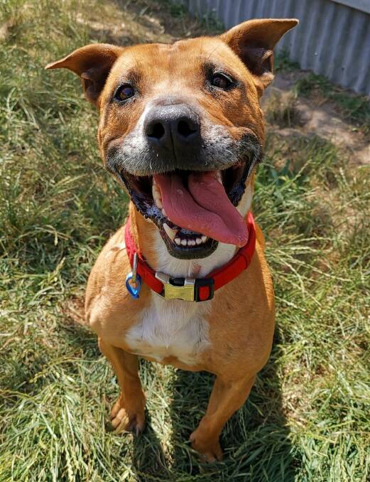 FRIENDLY DOG: Sugar adores toys, cuddles and when she's excited loves to bounce. Photo: SUPPLIED