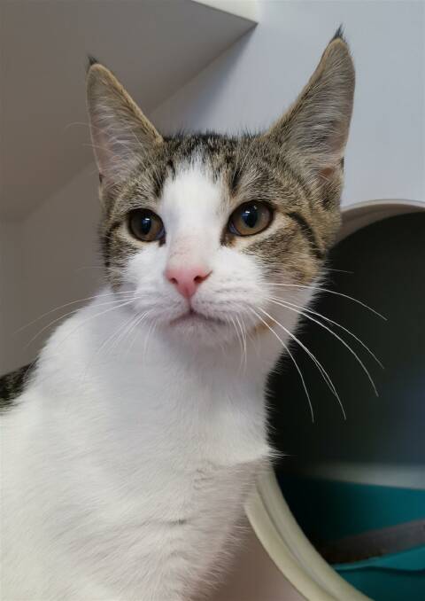 SOCIAL: Oliver would be best suited to a home with another cat and children.