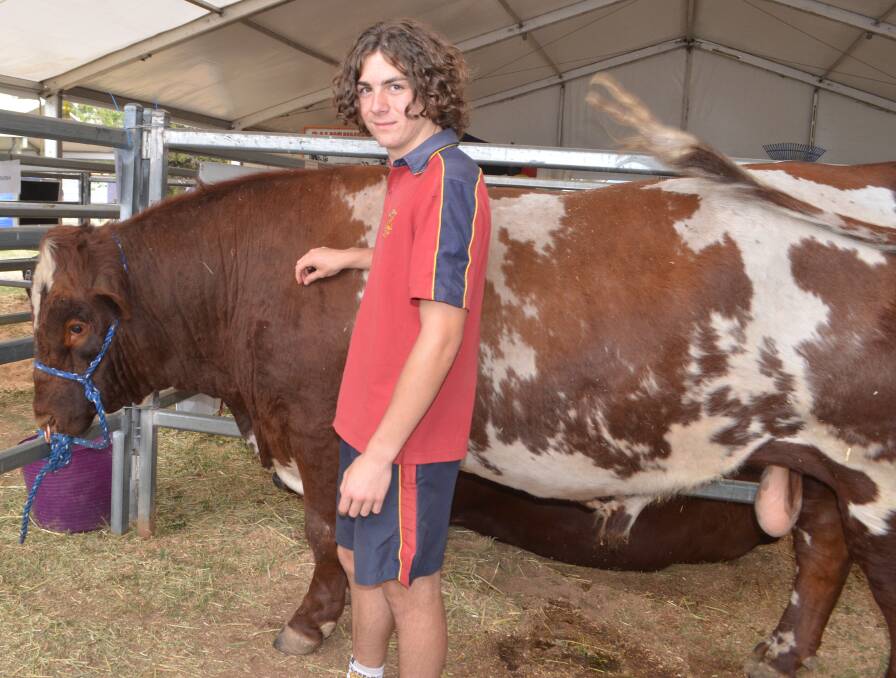 BEEF BREED: James Sheahan Catholic High School year 9 agriculture student Alex Vardanega with the school's shorthorn bull. Photo: TANYA MARSCHKE
