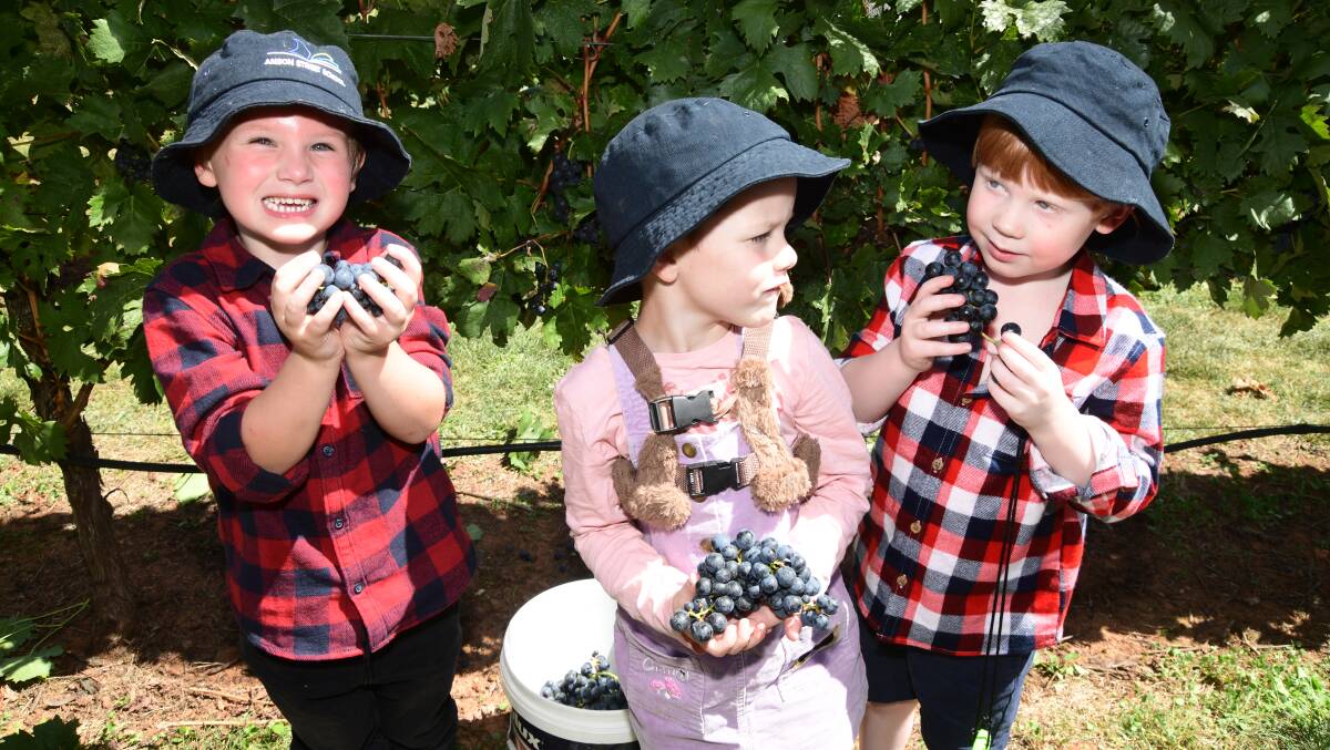 Jordan, Anastasia and Cohen from class 5 with some of the grapes from the Anson Street School harvest on Monday, March 11, 2024. Picture by Jude Keogh