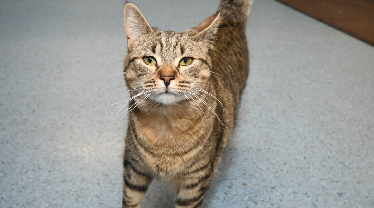 AFFECTIONATE TABBY: Sachi is looking for someone to love and adopt her, especially someone who is home during the day. Photo: JUDE KEOGH 0824jkpet