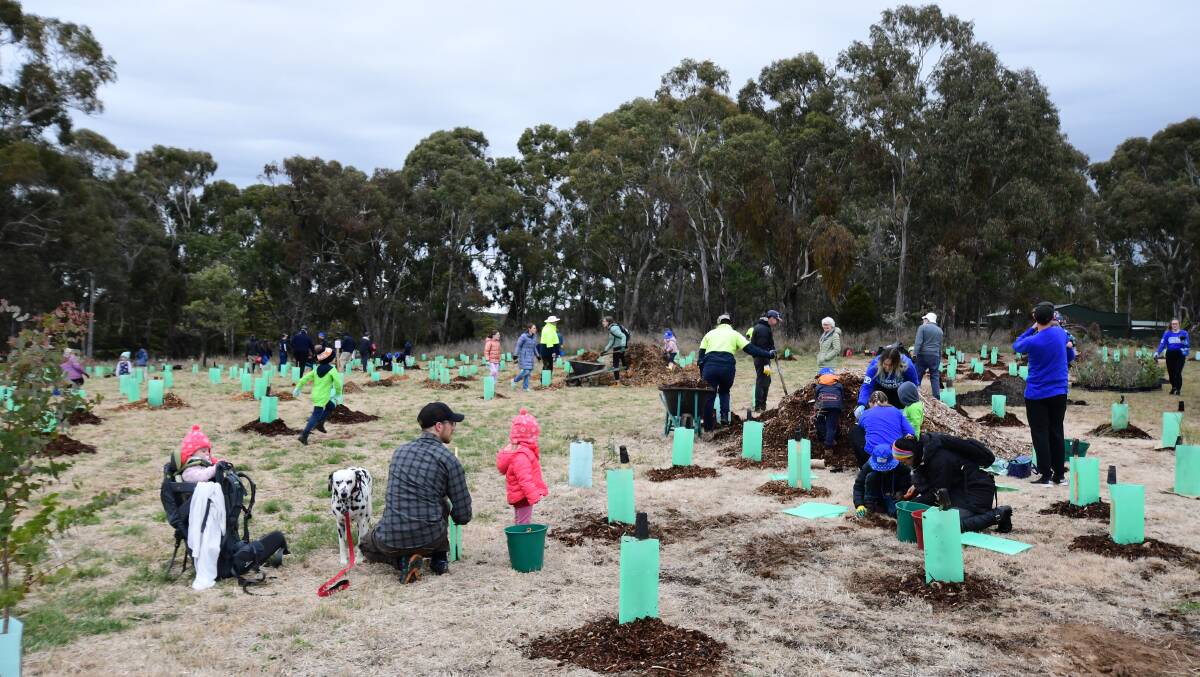 PLANTING: More than 100 people dug in for National Tree Day on Sunday. Photo: CARLA FREEDMAN