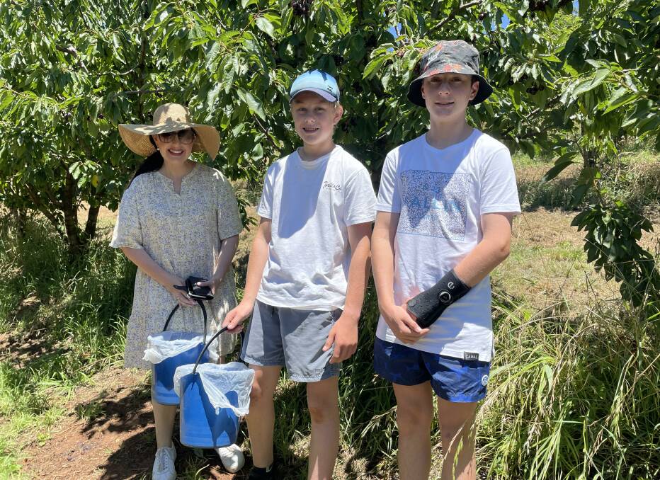 HARVEST: Renee, Jack and Harry Dempsey visited Martelli Orchard on Sunday to pick their own cherries. Photo: TANYA MARSCHKE