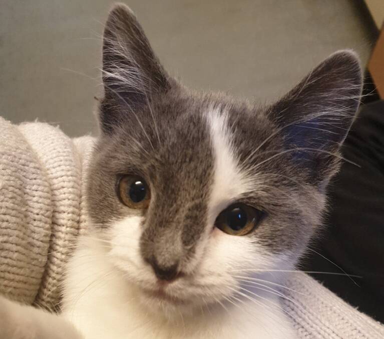 NO ARROWS NEEDED: Cupid is an easy kitten to love and is ready for adoption. Photo: SUPPLIED