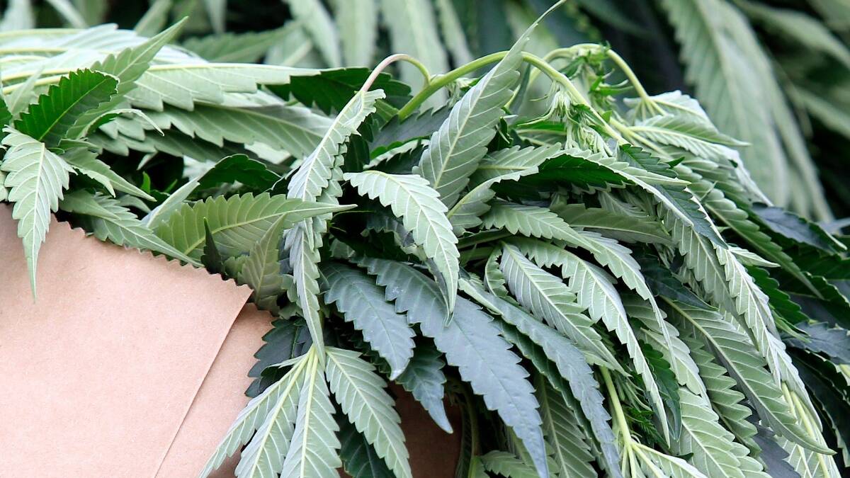 ILLEGAL POT PLANTS: Police found a dozen cannabis plants when they entered a property in search of a person in need of help, who was not there. FILE PHOTO