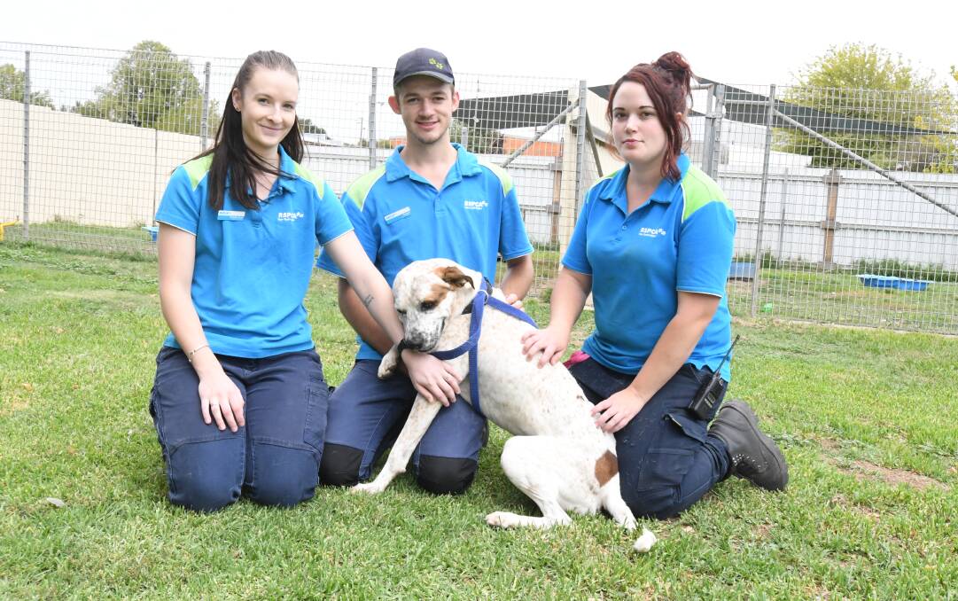 MISSION ACHIEVED: T'mielle Bunt, Keagan Paine, Cassy Gracey with Rocky who was the last dog to find a home on Sunday. Photo: CARLA FREEDMAN