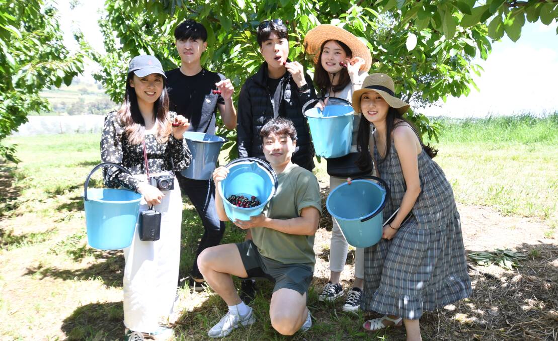PICKING THEIR OWN: Lucy Suh, Damien Jung, Andrew Kim, Yeji Ha, Chloe Kwon, Teddy Kim at Canobolas Cherries on Wednesday. Photo: JUDE KEOGH