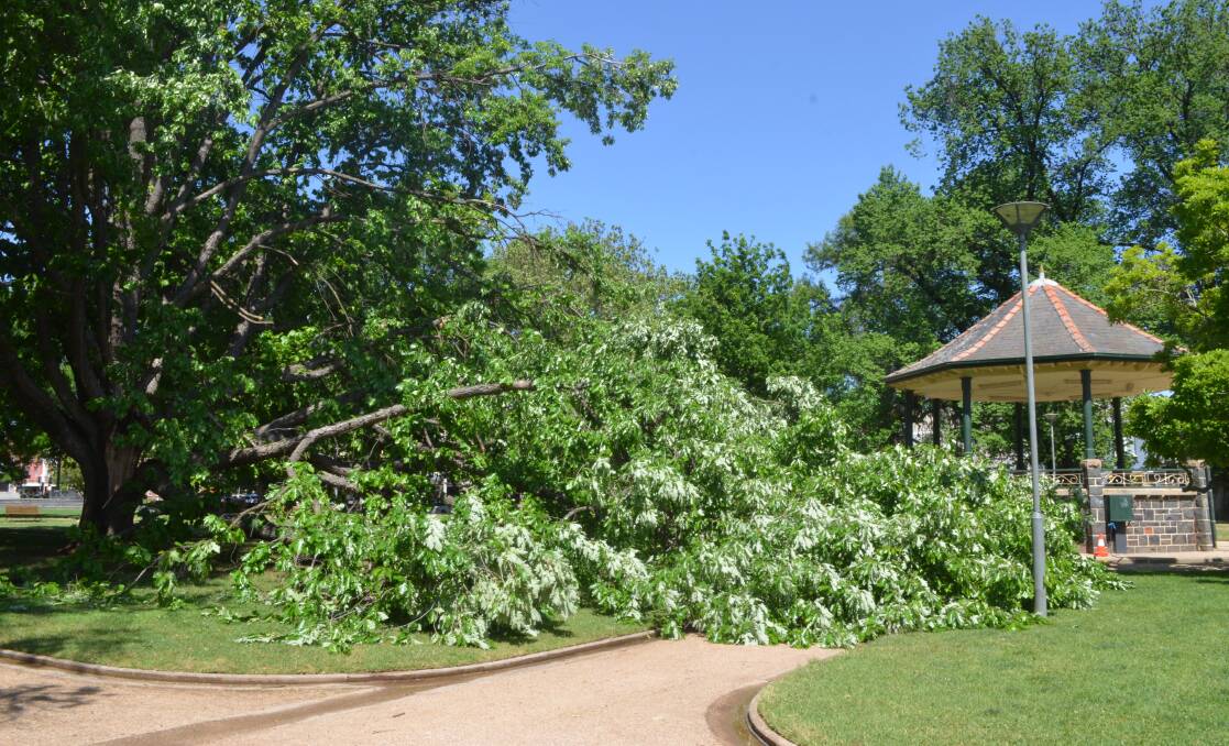 A storm damaged several trees in Byng Street and Robertson Park on Friday night
