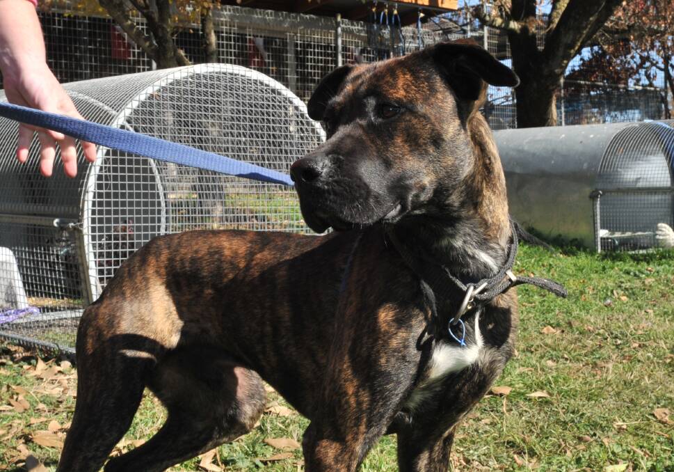 LOOKING FOR A HOME: Jack, who is almost four years old, is staying at the RSPCA shelter in Orange and is looking for his forever home. Photo: JUDE KEOGH