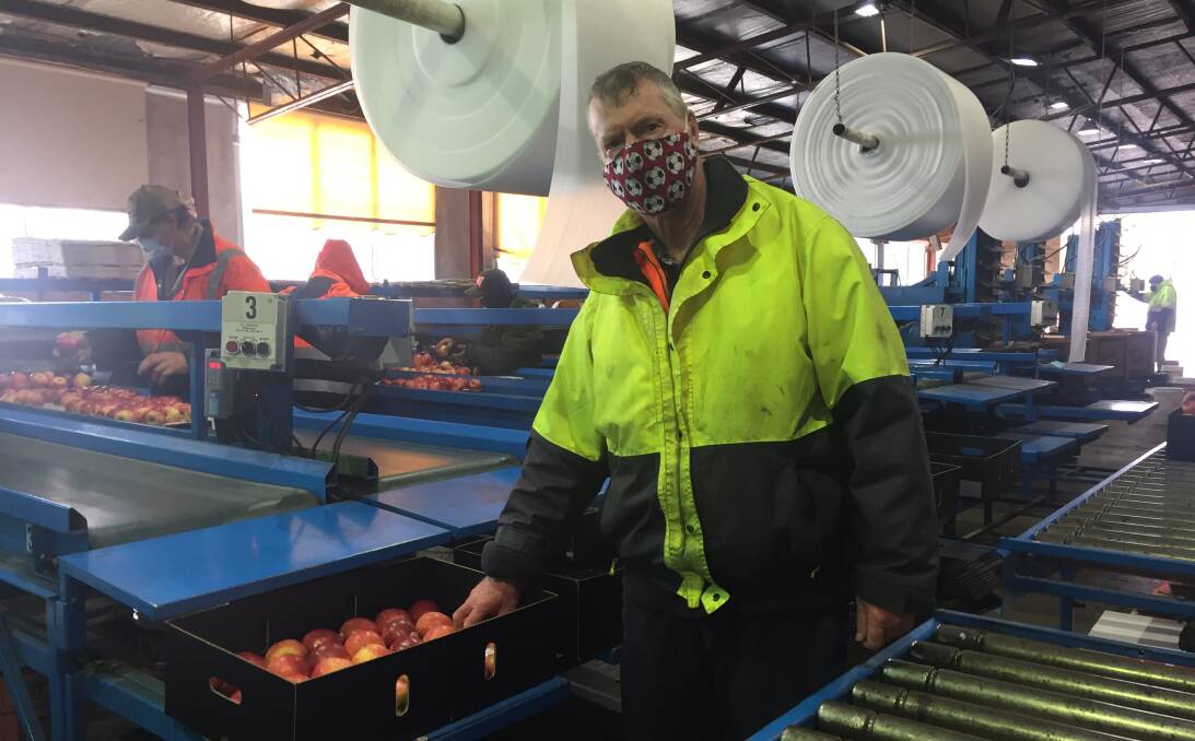 QUALITY SUPPLY: Orchardist Peter West with this season's apples that are being packed for cold storage at his Canobolas Road operation. 