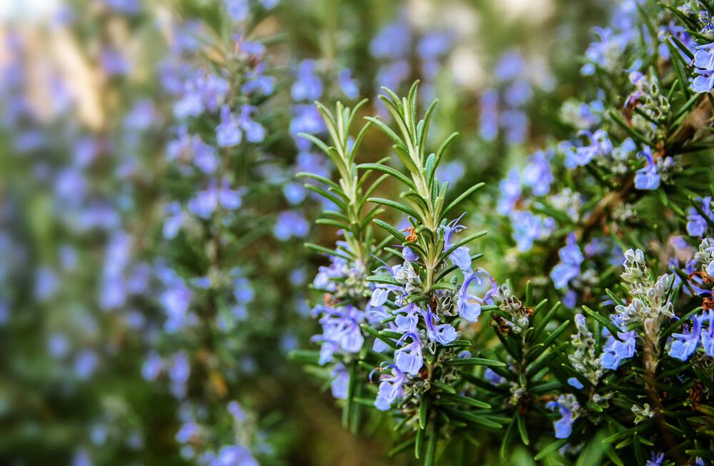 IN COURT: A man hacked at his mother's rosemary plant while intimidating her and his brother during a domestic violence offence. File photo: SHUTTERSTOCK
