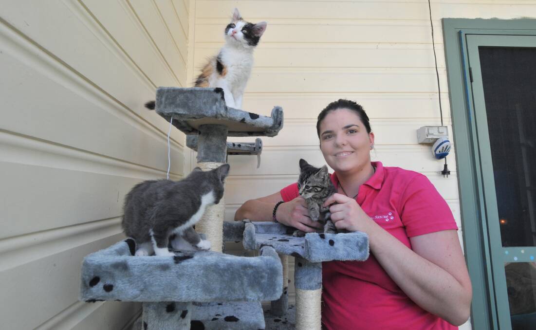 KITTEN SEASON: Laura Ferguson from Blossoms Rescue with Joy, Dottie and Nick who are some of the many kittens being cared for. Photo: JUDE KEOGH 1229jkcats2