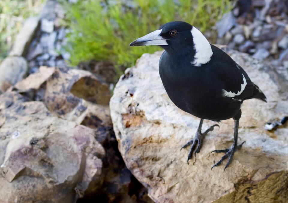 MAGPIE: A man who saw a piece of chain at a business and took it has been convicted of larceny. Photo: SHUTTERSTOCK