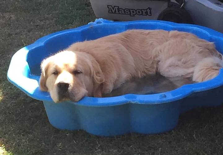 Orange pet owners shared images of their pets escaping the heat this week. 