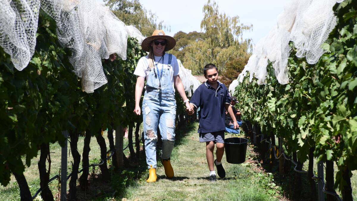 Billie-Jo Rutton and Gary in the Anson Street School vineyard during the harvest on Monday, March 11, 2024. Picture by Jude Keogh