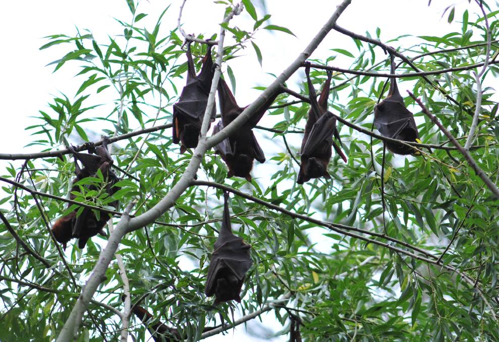 HANGING OUT: Flying foxes migrate to Orange in the warmer months each year and Orange City Council is calling on residents to have their say as part of a management plan. FILE PHOTO