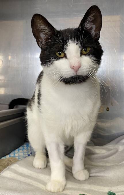 AFFECTIONATE: Rick is a friendly boy who loves to smooch and cuddle with people. He is ready to be adopted from the RSPCA.