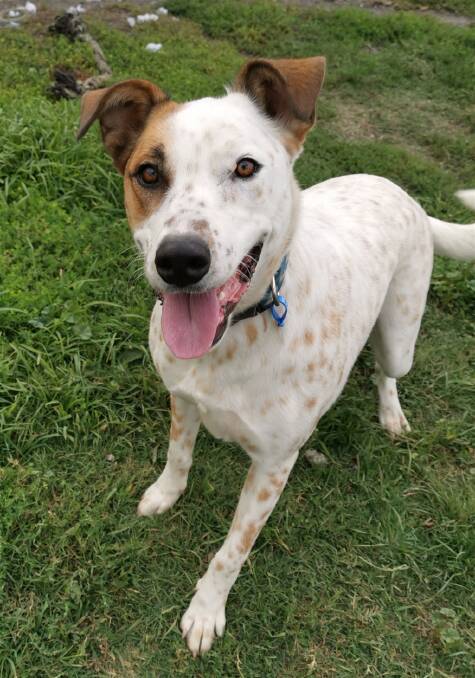 ACTIVE: Billy is an active and boistrous but sweet boy who is ready to be loved and find his forever home. Photo: SUPPLIED