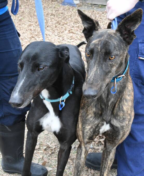 COMFORT AHEAD: Vision and Bundi have retired and are ready to be rehomed. Photo: JUDE KEOGH