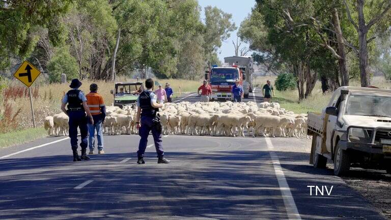 ROAD CLOSED: Sheep were loose in the area following the crash. Photo: TROY PEARSON