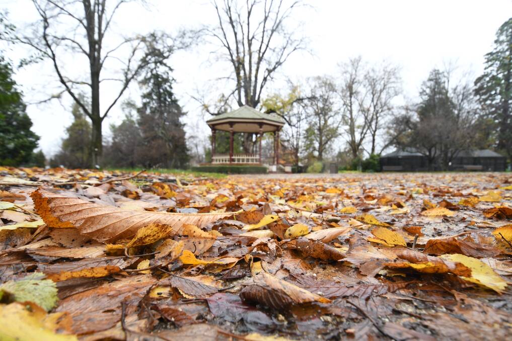 BLANKET: Fallen leaves at Cook Park in June this year. Photo: CARLA FREEDMAN