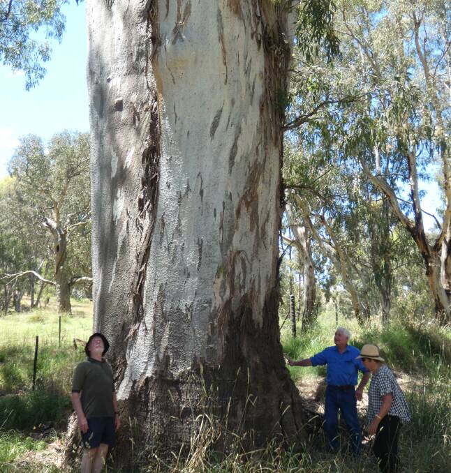 GIANT: Denis Marsh with David and Sue Webster with a Eucalyptus camaldulensis, also known as a river red gum. Photo: SUPPLIED