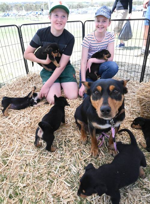 PUPPY PLAY: Charlie and Phoebe Poole with Hawksbury Kelpie stud pups and mum Norma. Photo: JUDE KEOGH