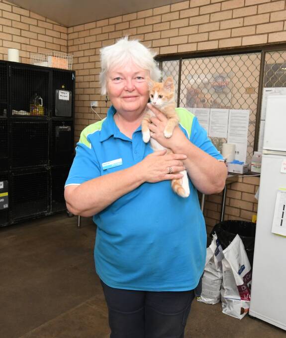 CLOSED FOR UPGRADE: Orange RSPCA manager Rita Perkons with Cupid, one of the kittens who will need to go into foster care. Photo: JUDE KEOGH
