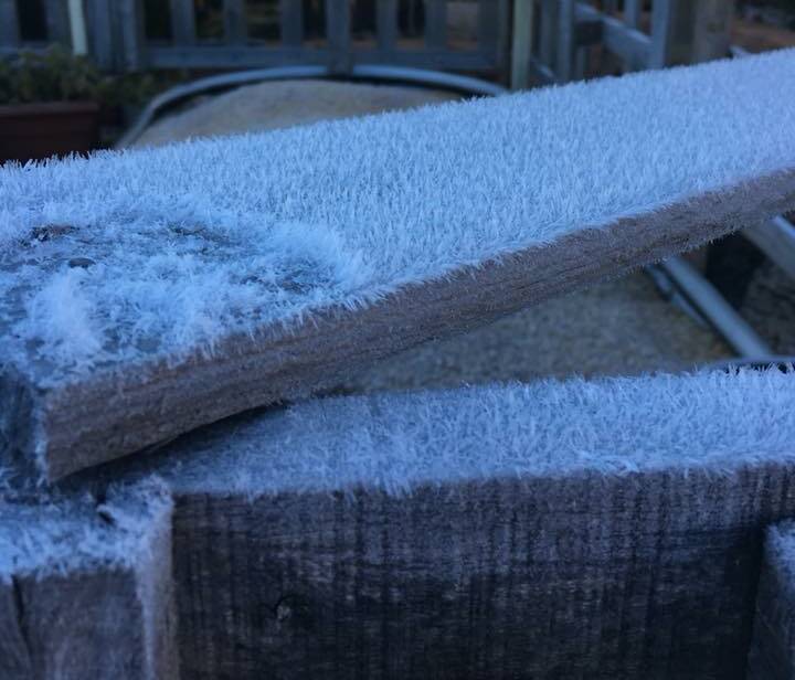 WINTER CHILL: The frost has already been so thick you can almost see each tendrill but more is to come with further minus degree overnight temperatures this week. Photo: WENDY DAVIDSON