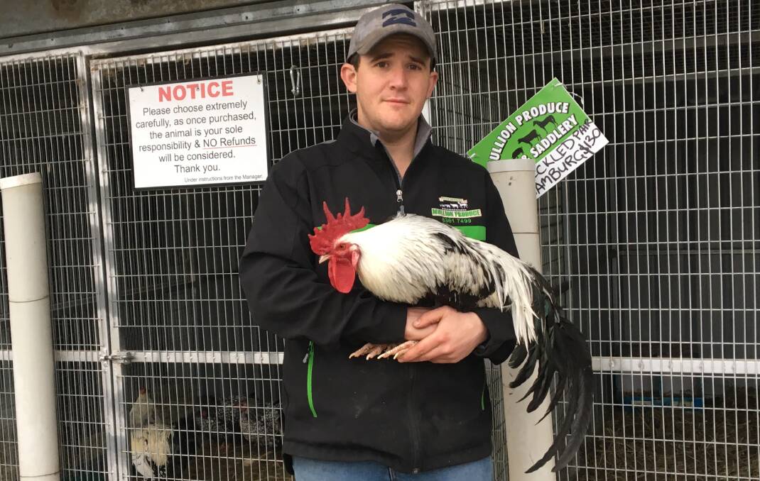 PREPARATION: Derek Hall from Mullion Produce Pets and Saddlery, pictured holding a silver dorking rooster, said now is a good time to make sure nesting options for hens are up to scratch.