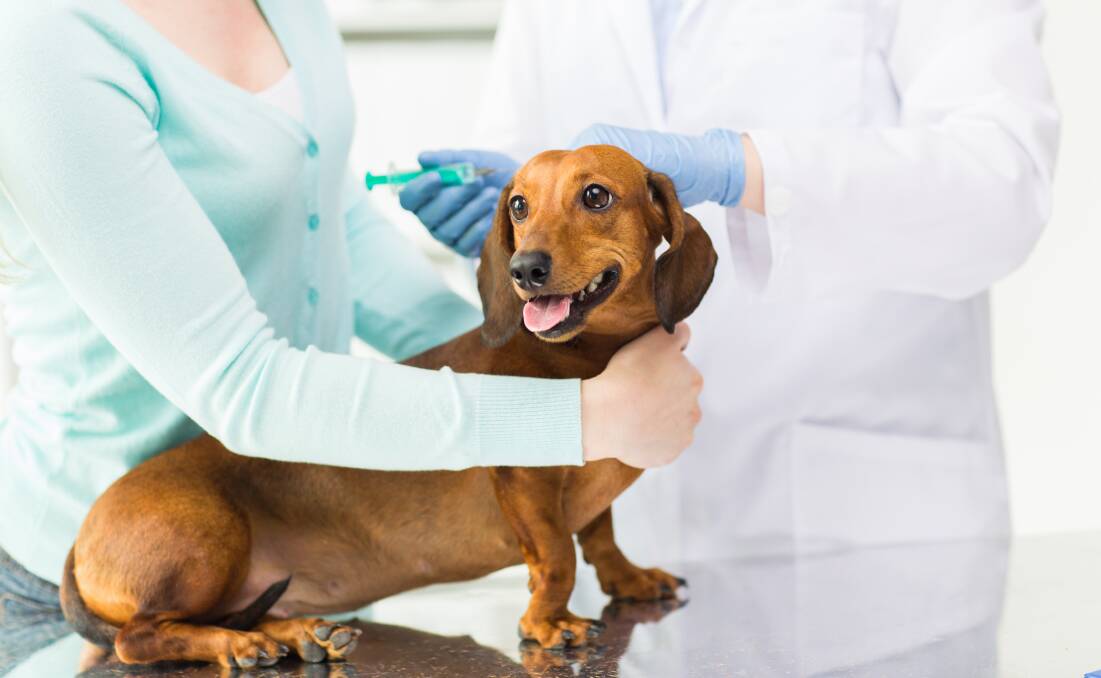 ANIMAL CRUELTY: A man has been sentenced to jail for a domestic violence assault against his then girlfriend during which he also abused her pet dachshund. File photo: SHUTTERSTOCK