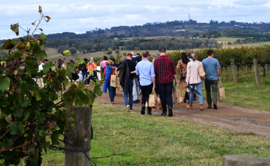 FOOD Week: Forage participants trekked through the vineyards on Saturday. Photo: CARLA FREEDMAN