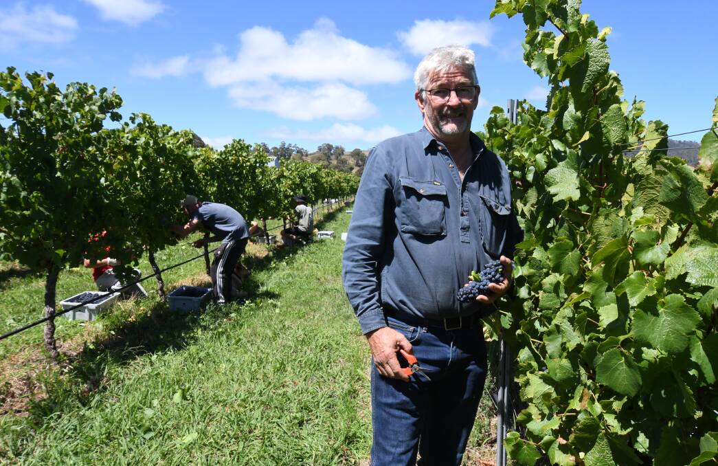 HARVEST TIME: Charlie Svenson has been picking grapes alongside family members and French pickers from Champagne. Photo: JUDE KEOGH 