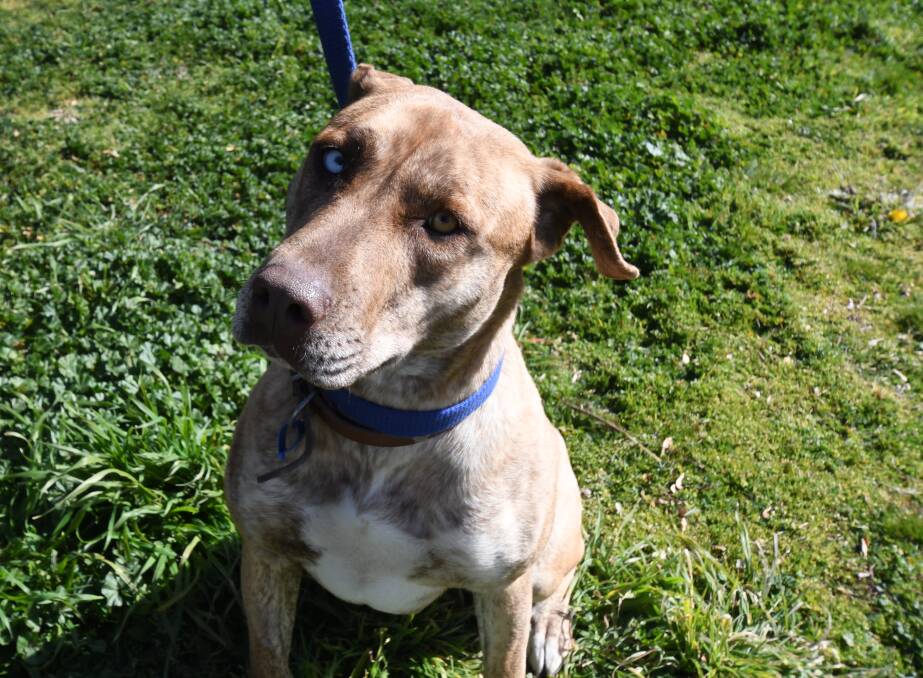 LOVES COMPANY: Playful Stella is a two-year-old husky cross bullmastiff and has one blue eye and one brown eye. 