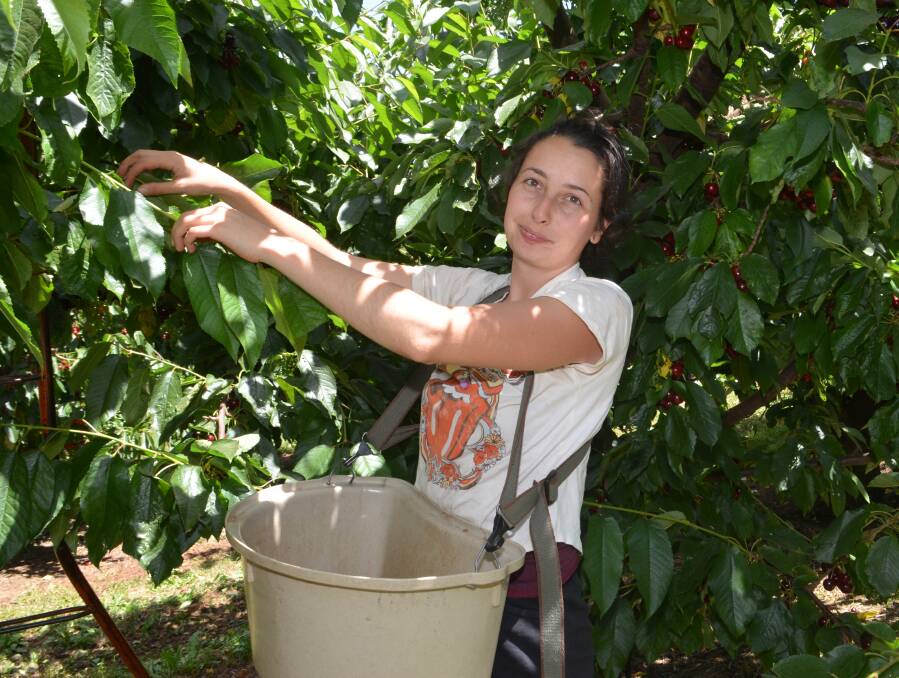 HARVEST: A free Harvest Trail Service has started up to make up for the loss of international workers like Italian backpacker Sabrina Topran who picked cherries at Guy Gaeta's farm in January 2019. Photo: DAVID FITZSIMONS 