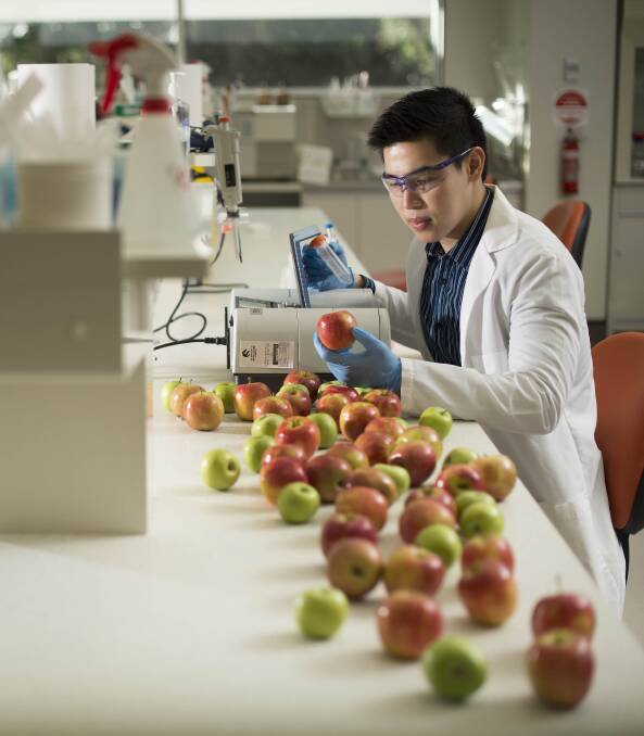 KEY ROLE: Scientist Dr Vincent Candrawinata in his lab at the University of Newcastle with apples from Orange's Appledale Co-Operative. PHOTO: Contributed
