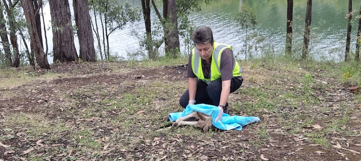 HELPING HAND: Local WIRES representative Deb Collins urges residents to be on the lookout for injured wildlife when travelling on NSW roads. Picture: Supplied